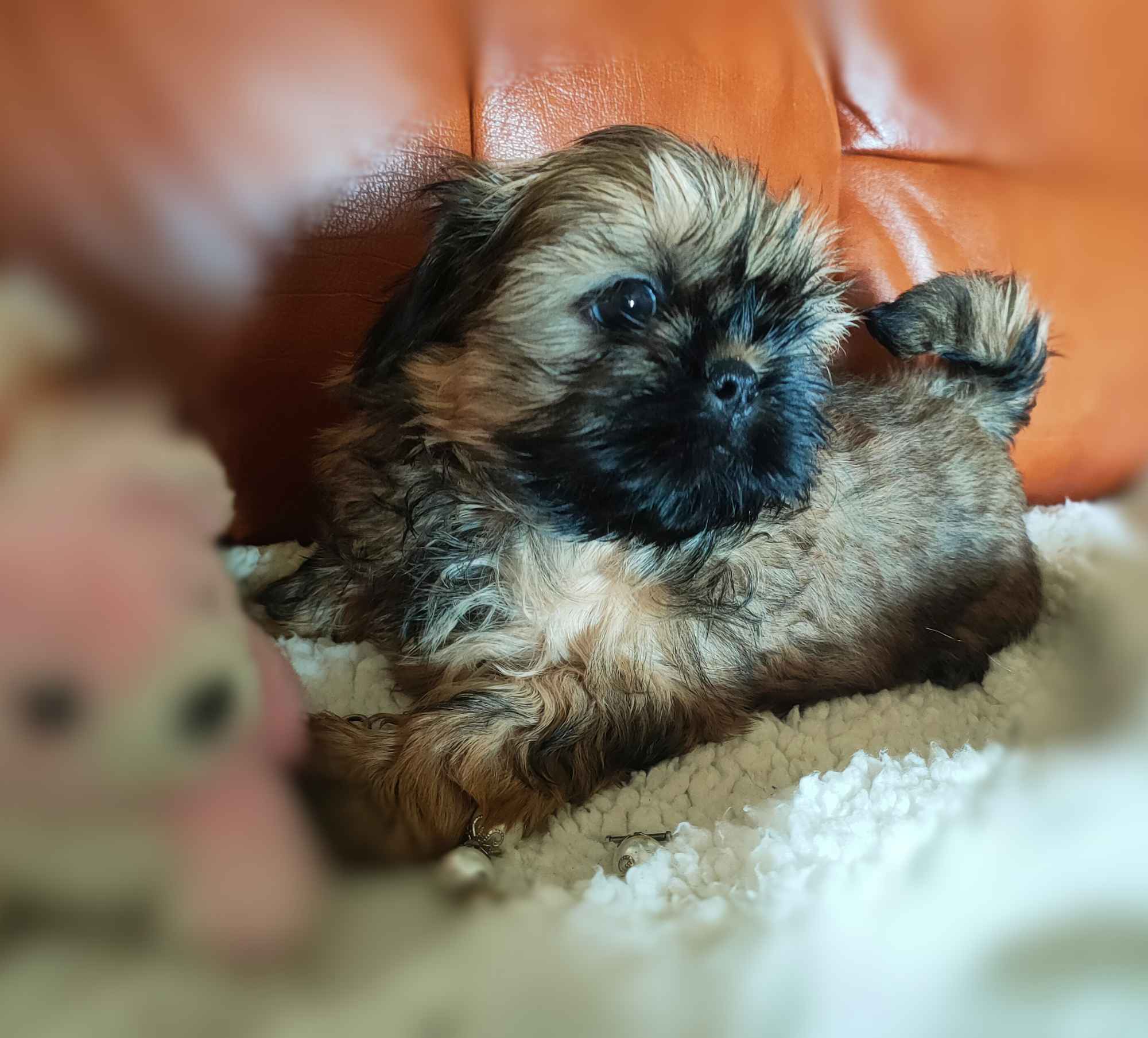 Shih tzu rasowe szczenięta Wałbrzych - zdjęcie 9