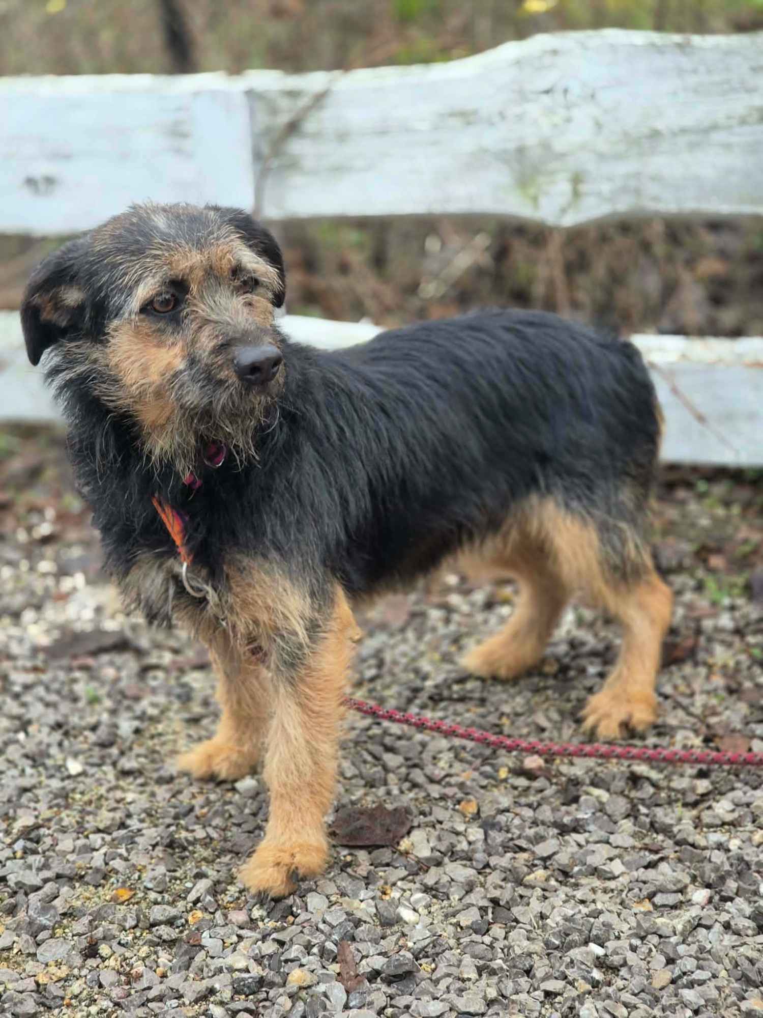 Kokosia - niewielka, delikatna sunia w typie terierka Olsztyn - zdjęcie 2