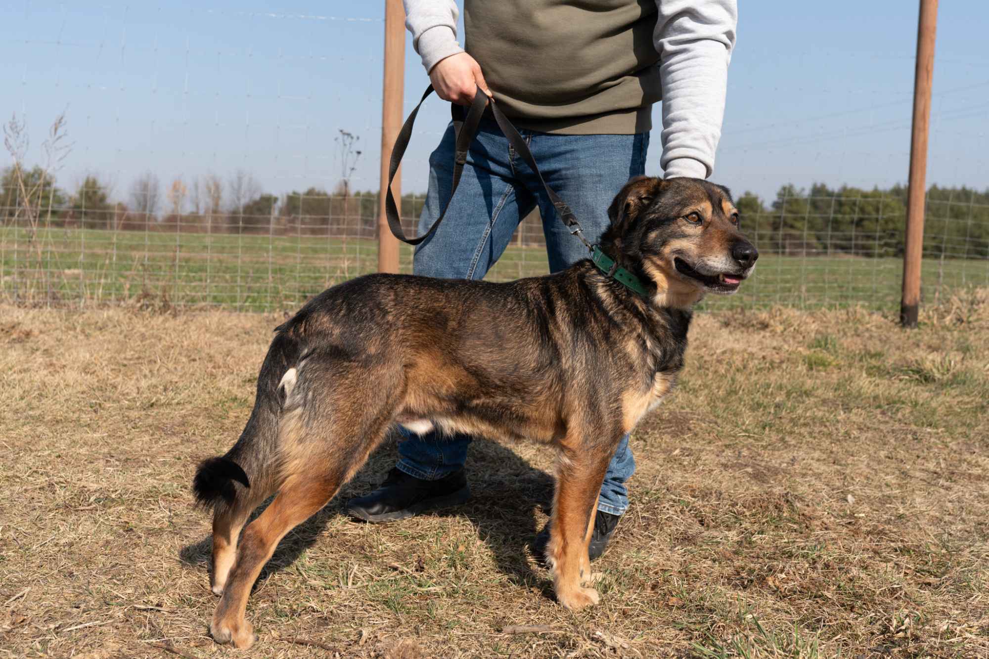 Borys - kochana psia przylepa szuka domu! Olsztyn - zdjęcie 6