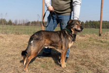 Borys - kochana psia przylepa szuka domu! Olsztyn - zdjęcie 6