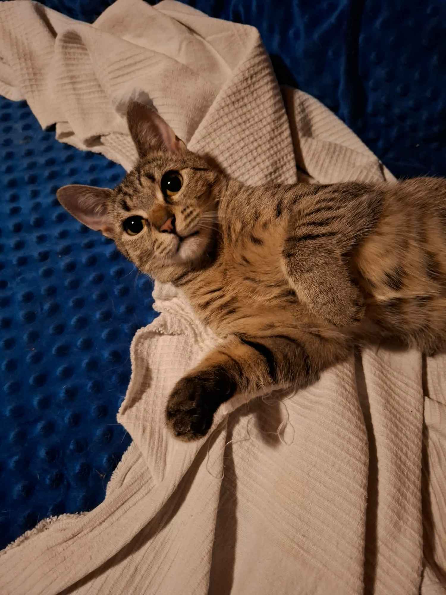 Rysia - 9 miesięczna koteczka do adopcji Olsztyn - zdjęcie 4