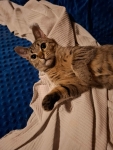 Rysia - 9 miesięczna koteczka do adopcji Olsztyn - zdjęcie 4