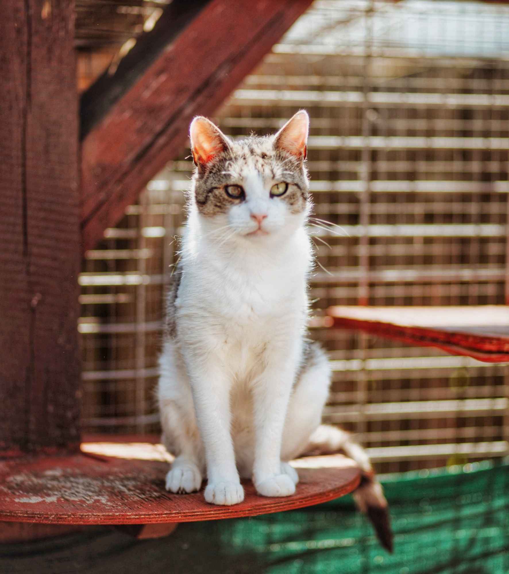 Valentino - wesoły, odważny, przyjazny kocurek! Olsztyn - zdjęcie 4