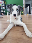 Border Collie / Blue merle / Typ Show / samiec / FCI / ZKwP Lisia Góra - zdjęcie 8