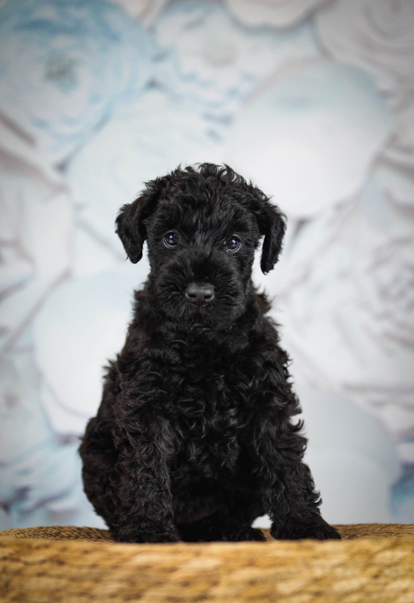 Kerry blue terrier Jedyne szczenięta w Polsce Radom - zdjęcie 4