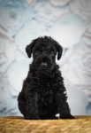 Kerry blue terrier Jedyne szczenięta w Polsce Radom - zdjęcie 4