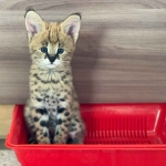 1 332 Dostępne kocięta rasy savannah i serwal Warzno - zdjęcie 6
