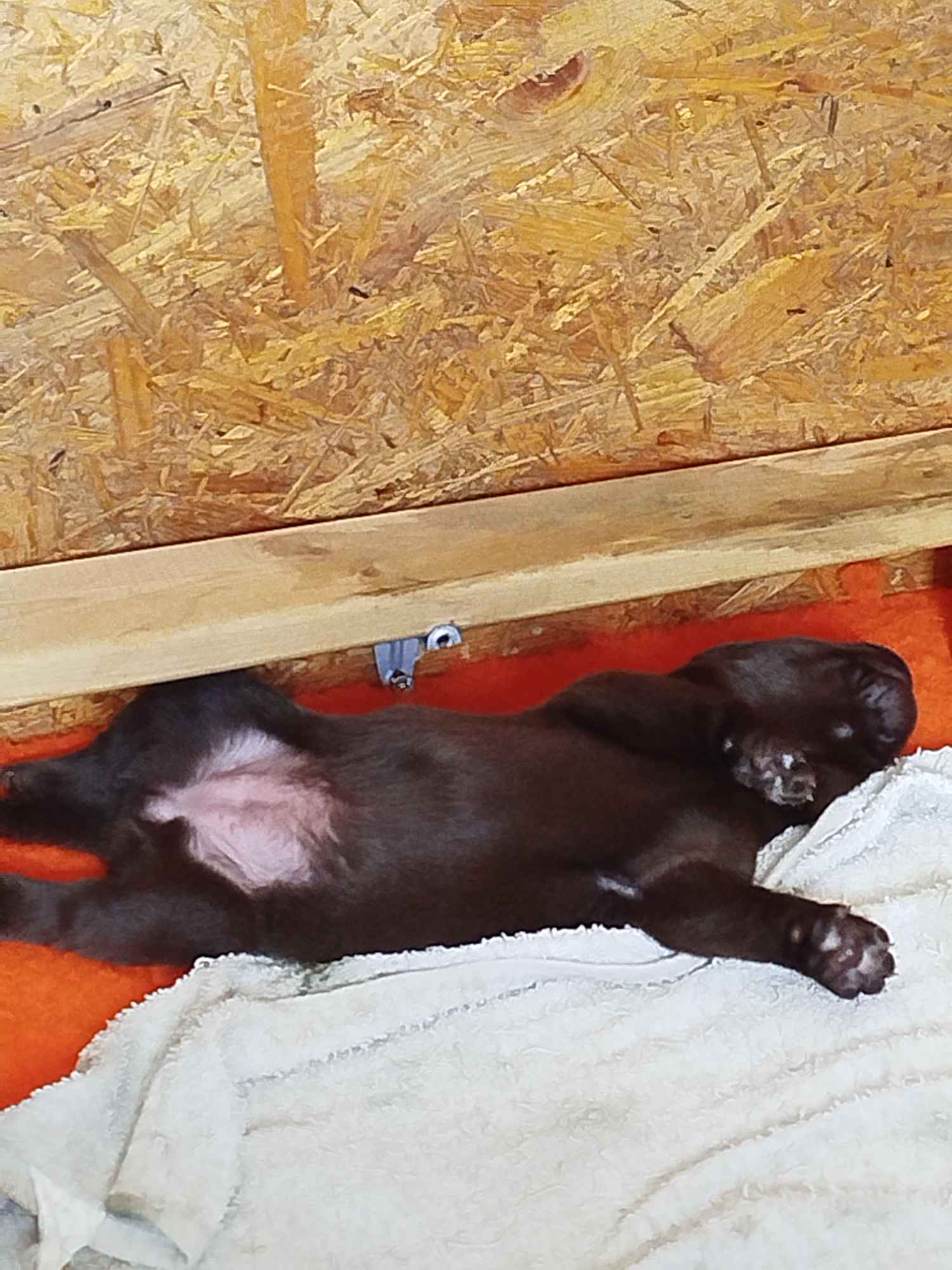 Szczeniaki labrador retriever czekoladowe rodiwodowe Oborniki Śląskie - zdjęcie 5