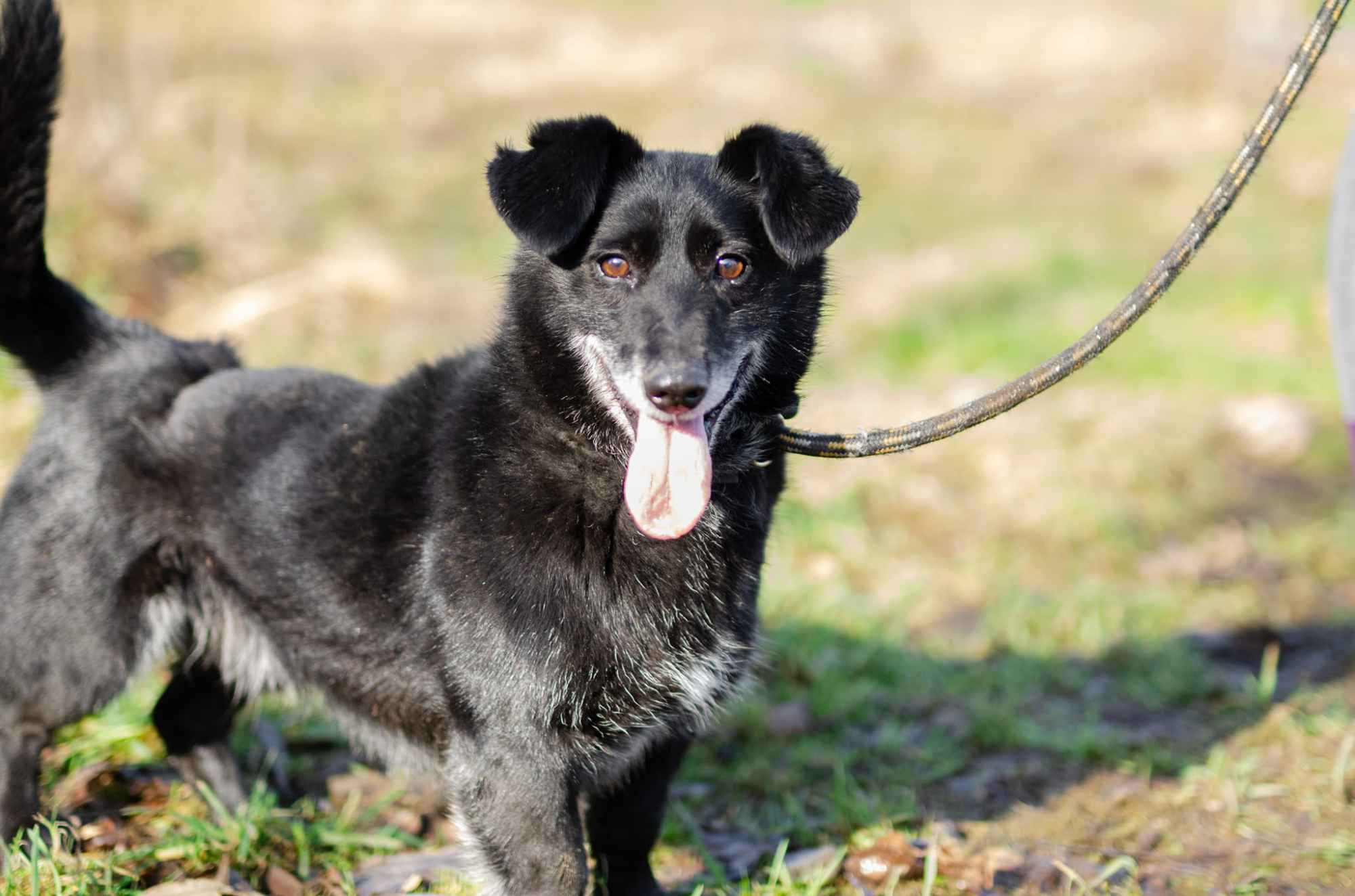 Patyk - niewielki ciałem ale wielki sercem! Olsztyn - zdjęcie 5