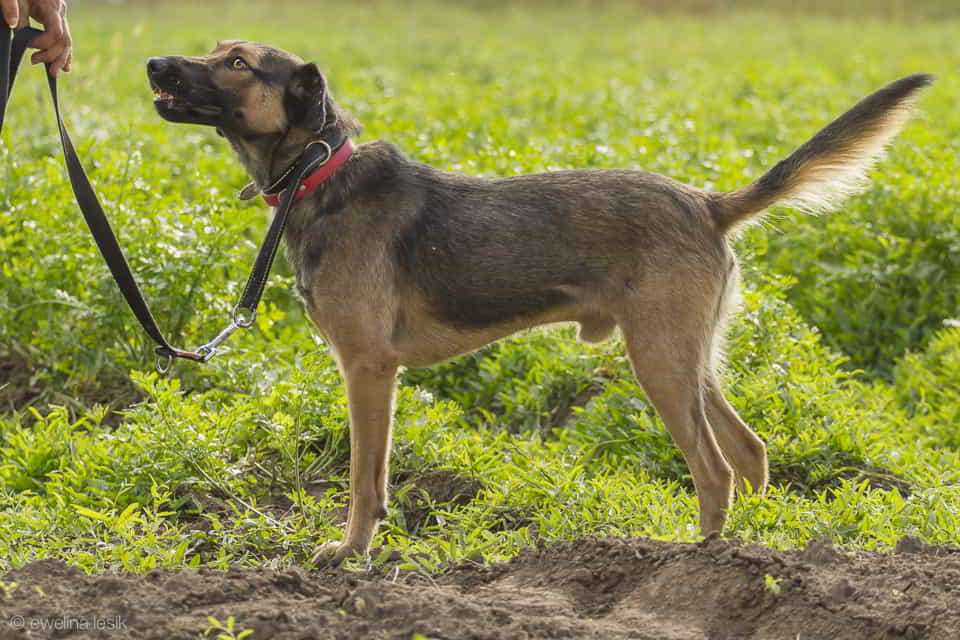 Zrób miejsce w sercu - Szaraczek gotowy do adopcji ♥️🏠 Łętkowice - zdjęcie 3