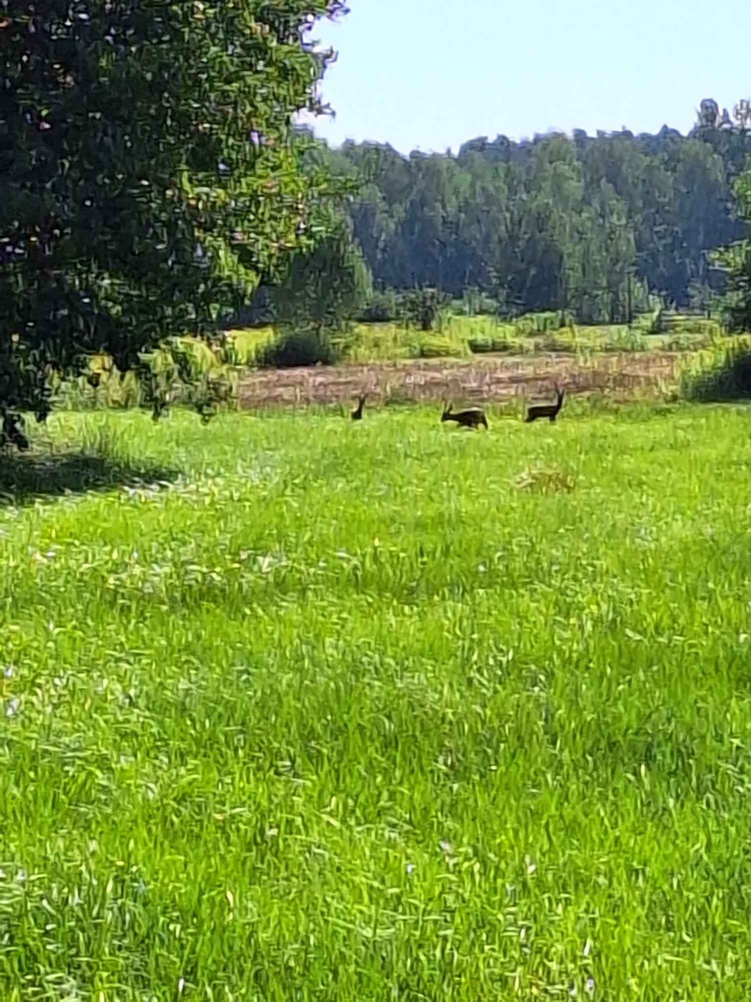 Dom po remoncie wśród Lasów Stobrawskich Dąbrówka Dolna - zdjęcie 11