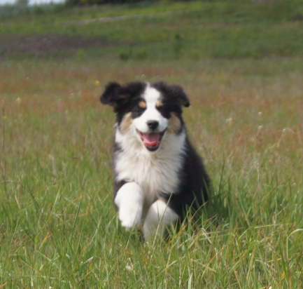 Miniaturowy Owczarek Amerykański Olsztynek - zdjęcie 2