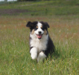 Miniaturowy Owczarek Amerykański Olsztynek - zdjęcie 2