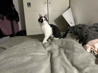 Lucek - domowy kociak, totalny słodziak szuka domu! Olsztyn - zdjęcie 4