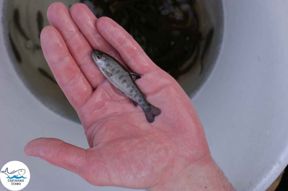 Narybek karp amur tołpyga (węgorz lin sum sandacz jesiotr) Biała Podlaska - zdjęcie 4