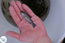 Narybek karp amur tołpyga (węgorz lin sum sandacz jesiotr) Biała Podlaska - zdjęcie 4