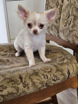 Chihuahua dlugowlosy Zambrów - zdjęcie 4