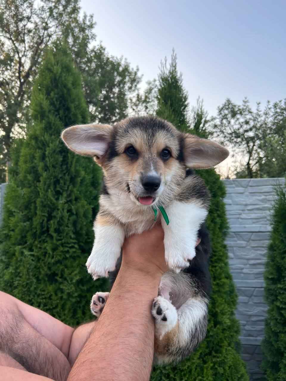 Corgis, szczenięta, psy, szczenięta, szczenięta pembroke corgi Mokotów - zdjęcie 3