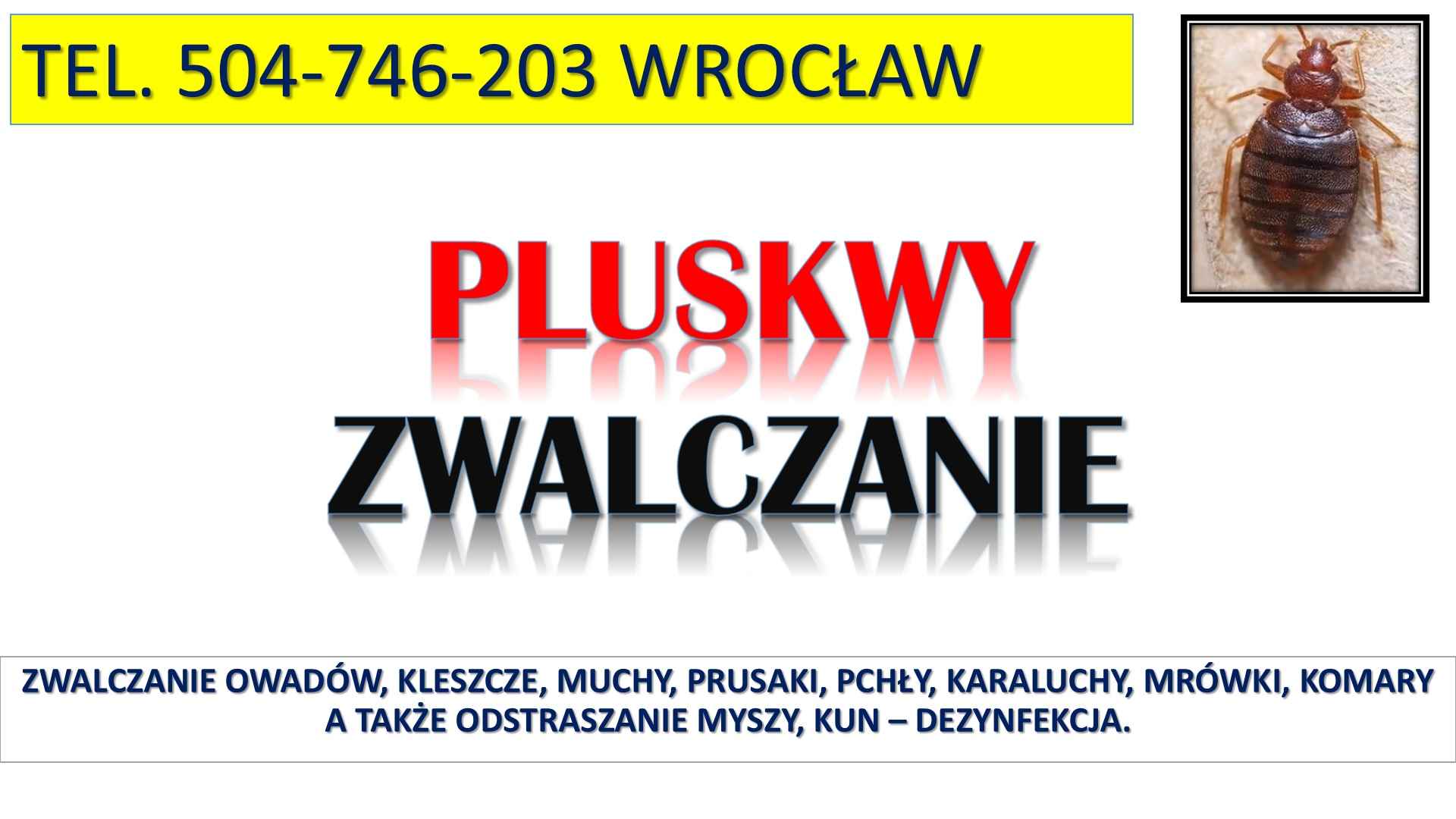 Zwalczanie pluskwy tel 504746203, Wrocław. Pluskwa oprysk, dezynfekcja Psie Pole - zdjęcie 2