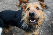 Wezyr - inteligentny psiak w typie terriera Olsztyn - zdjęcie 4