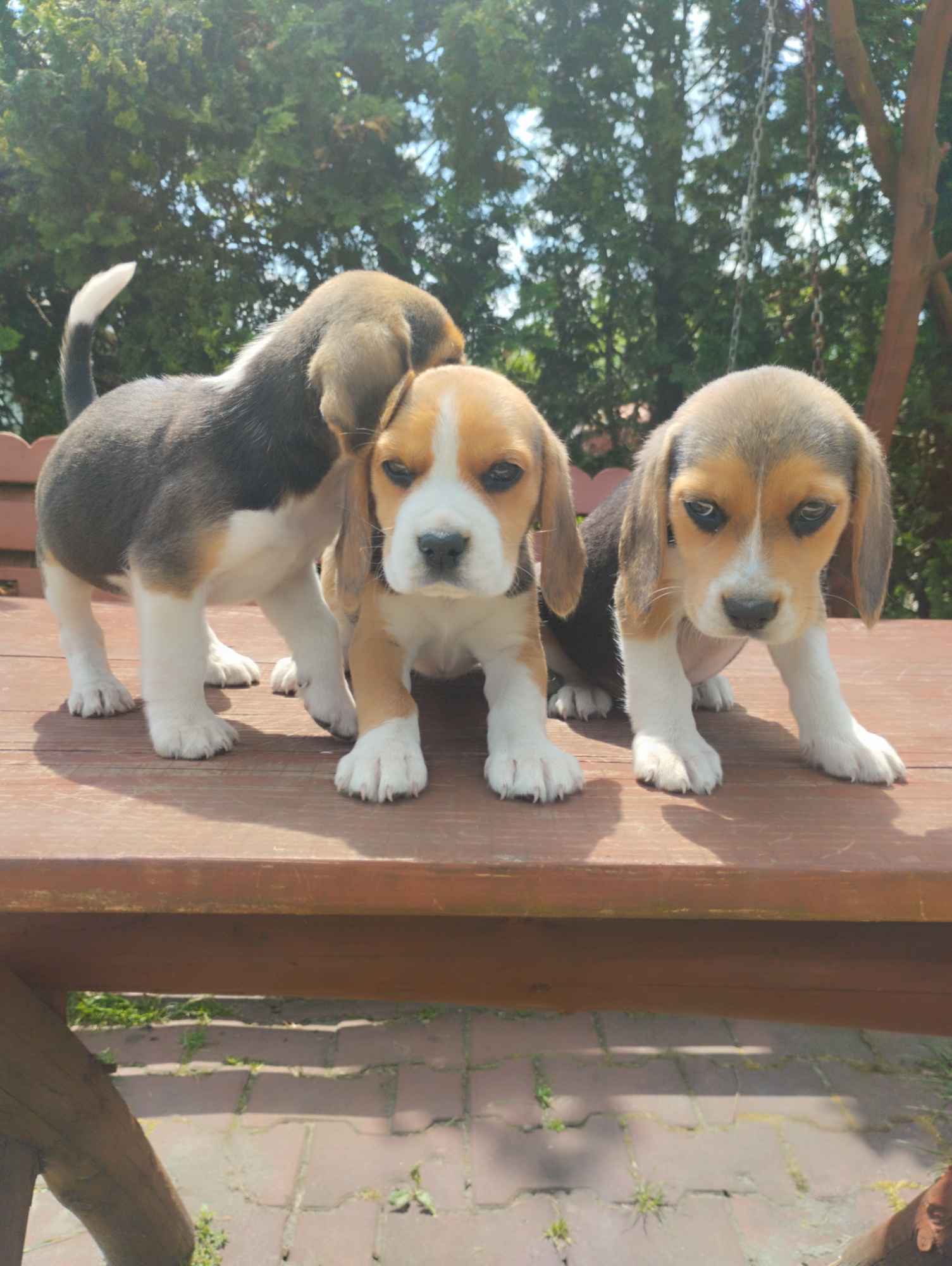 Beagle szczeniaki Busko-Zdrój - zdjęcie 6