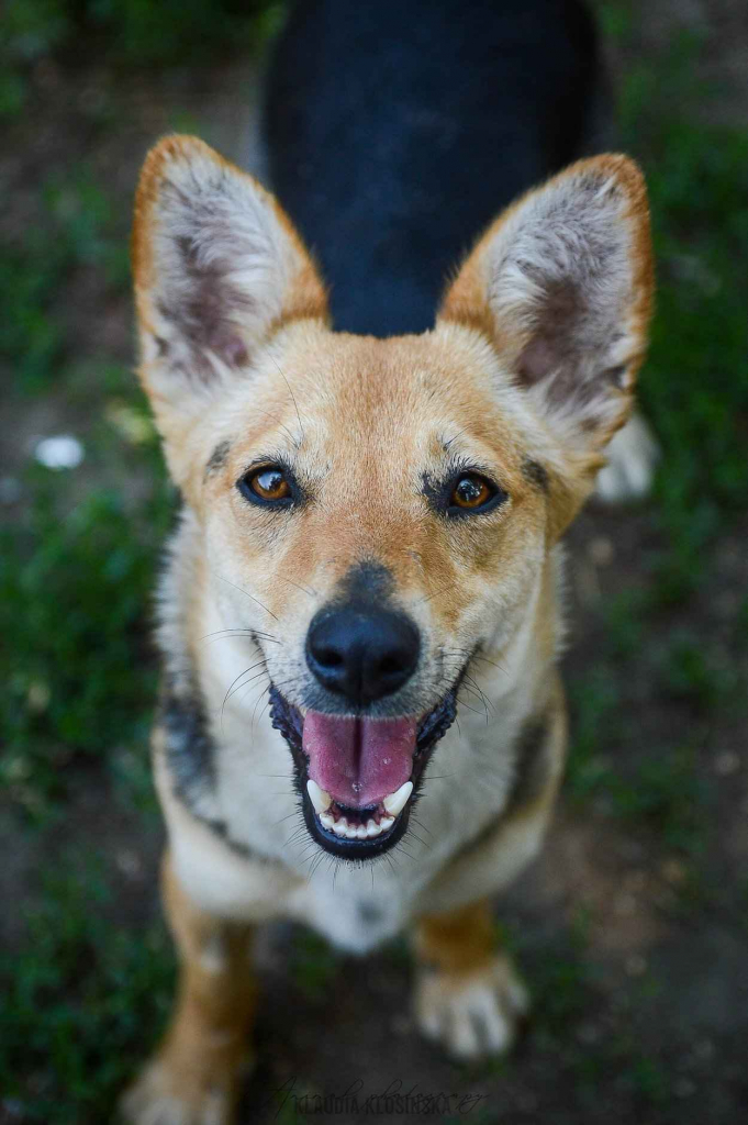 Niewielka Zuzia, młoda i wesoła sunia do pokochania Olsztyn - zdjęcie 4