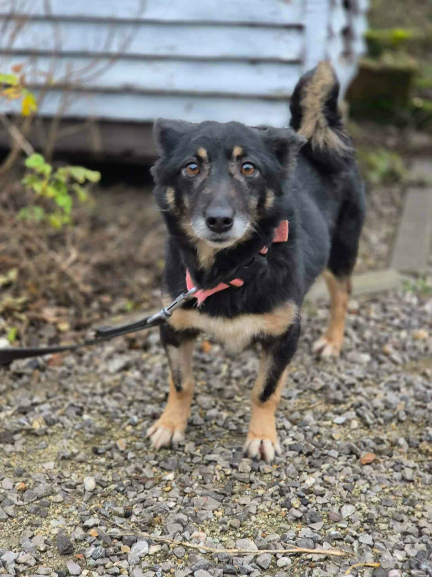 Józia - nakolankowa, wesoła sunia szuka domu! Olsztyn - zdjęcie 1