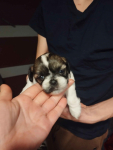 Shih tzu Grąbków - zdjęcie 2