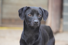 Maffinek poleca się do adopcji