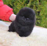 Piękny pomeranian Poladowo - zdjęcie 3