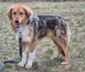 Sofi - pełna życia, wesoła, młodziutka sunia! Olsztyn - zdjęcie 2