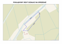 Rola w Puszczy Noteckiej.