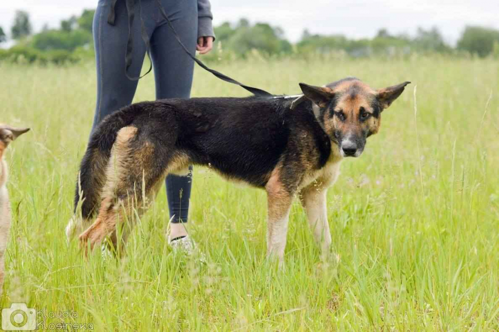 Riko - dostojny i poważny pies szuka domu! Olsztyn - zdjęcie 5