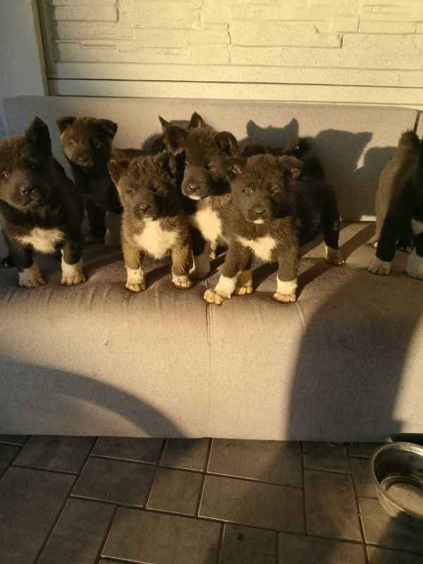 Sprzedam pieski Sulmierzyce - zdjęcie 1