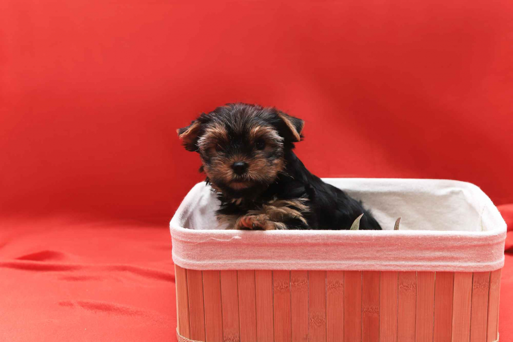 Alutka   sunia Yorkshire Terrier Oława - zdjęcie 6