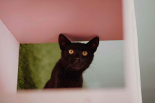 Koks - super kocię szuka domu!