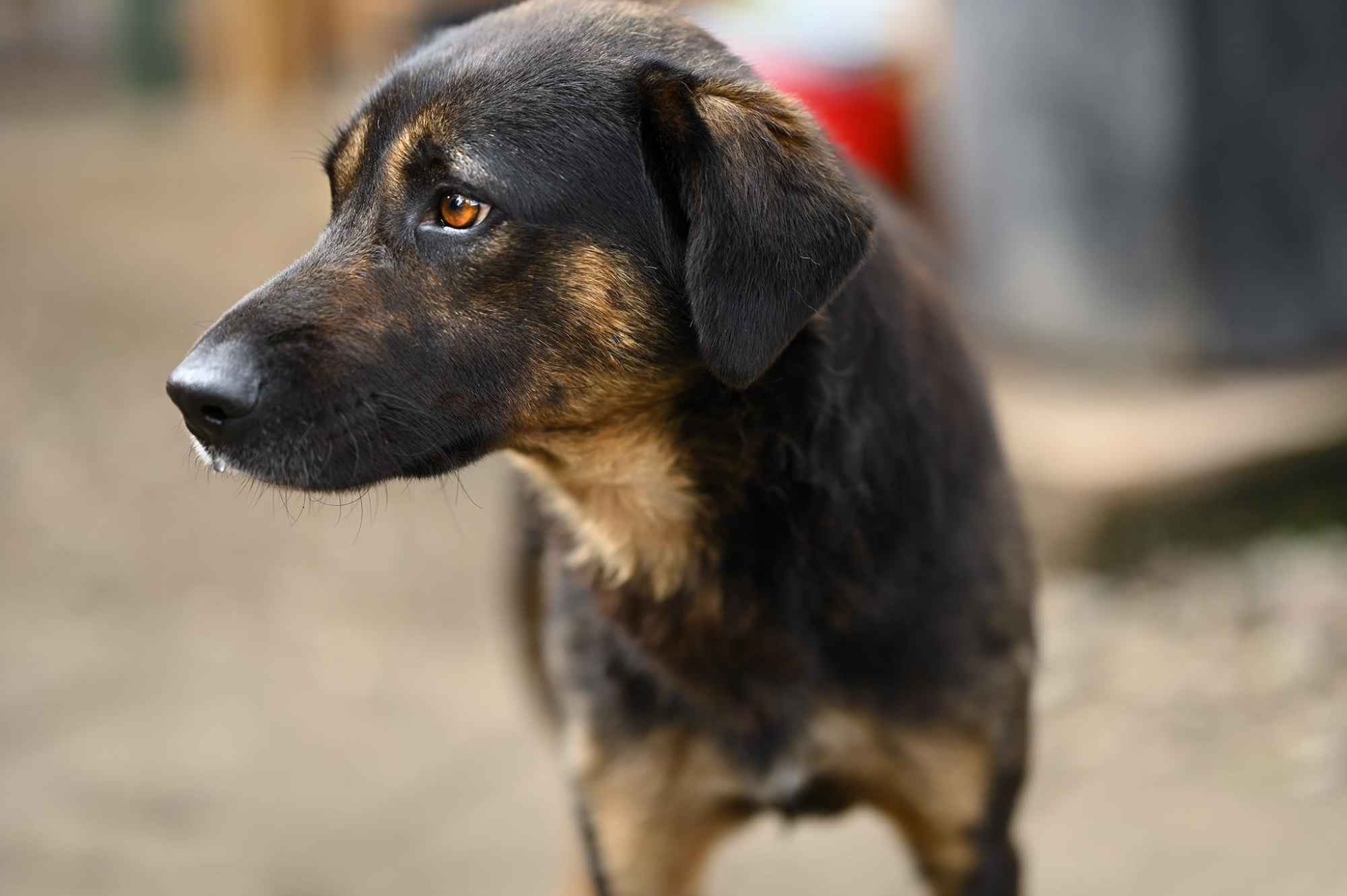 Orzysz - wspaniały, niekonfliktowy pies szuka domu! Olsztyn - zdjęcie 3
