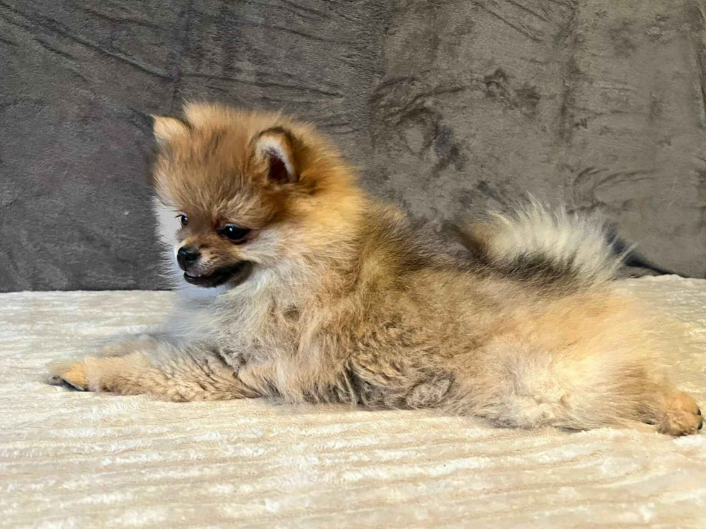 Szpic miniaturowy, Pomeranian - ORANGE Widzew - zdjęcie 6