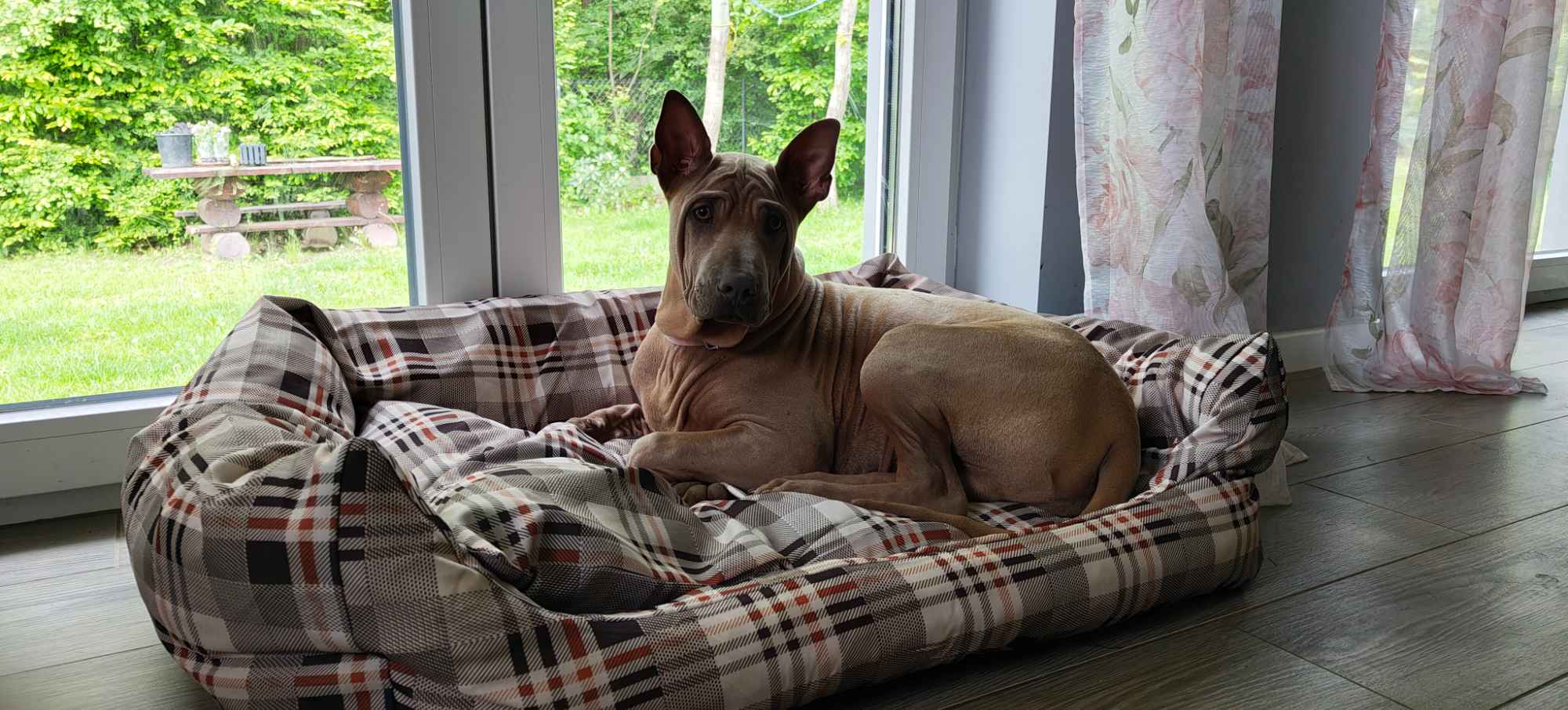 Thai Ridgrback Dog - Dog Thajski Tarnów - zdjęcie 7