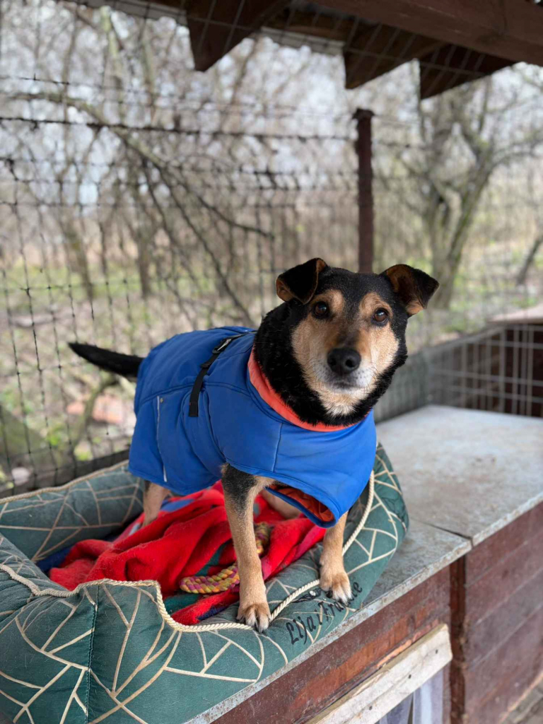 Fiodor - łagodny, grzeczny, zrównoważony! Olsztyn - zdjęcie 1