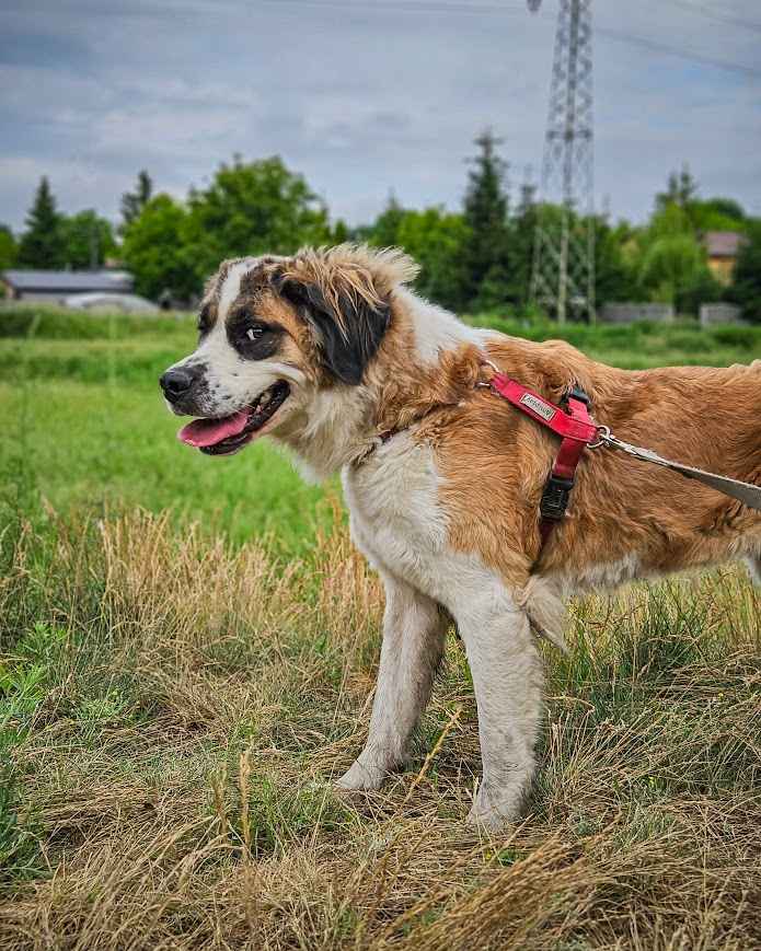 Wrażliwa, aktywna, totalnie cudowna suczka pilnie szuka domu! Mokotów - zdjęcie 4