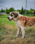 Wrażliwa, aktywna, totalnie cudowna suczka pilnie szuka domu! Mokotów - zdjęcie 4