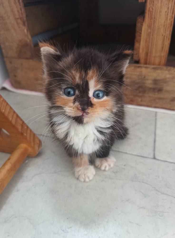 Kruszynka Tycia szuka odpowiedzialnego domu! Olsztyn - zdjęcie 1