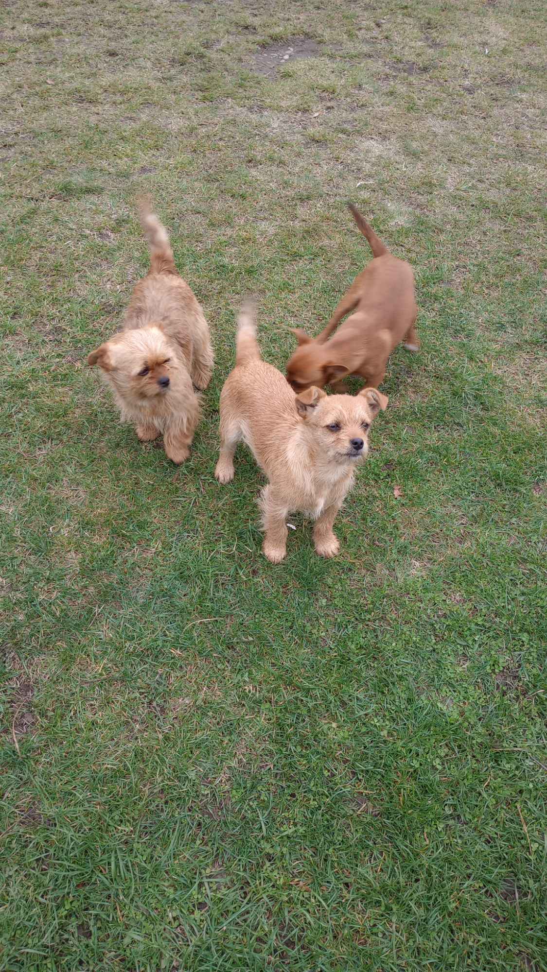 Do wydania piesek półrocznych Stogniowice - zdjęcie 2