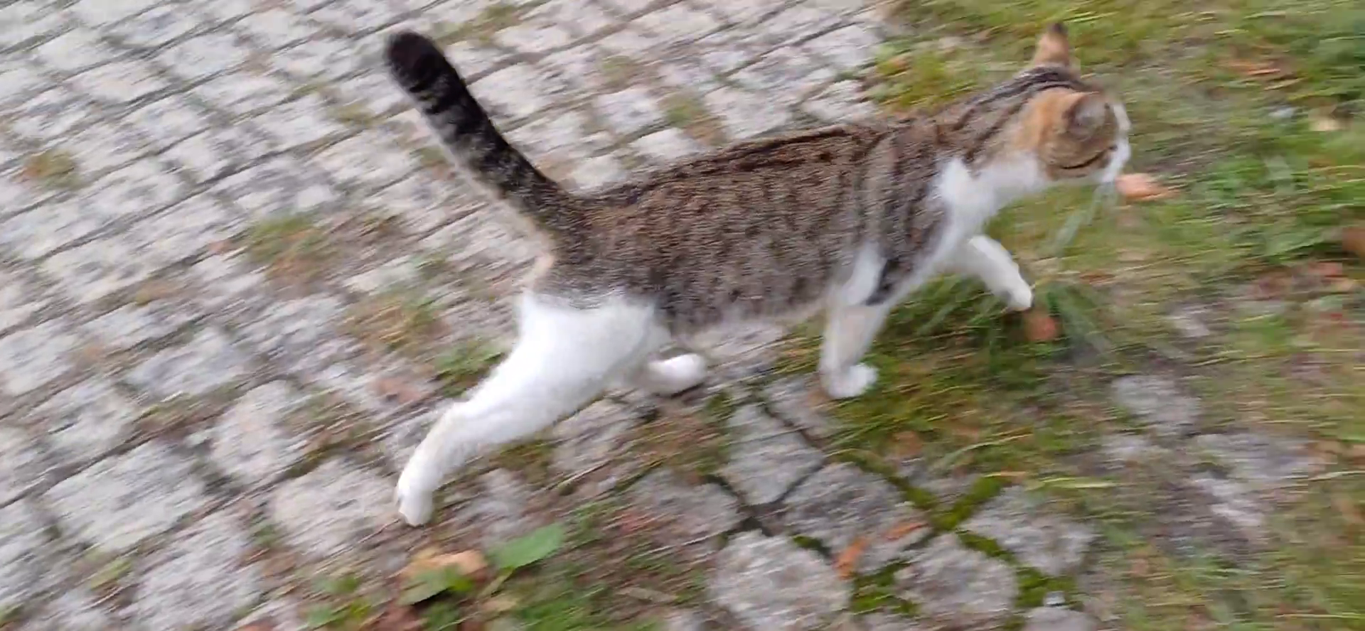 MŁODA KOTKA szuka domu i opiekuna Białogard - zdjęcie 6