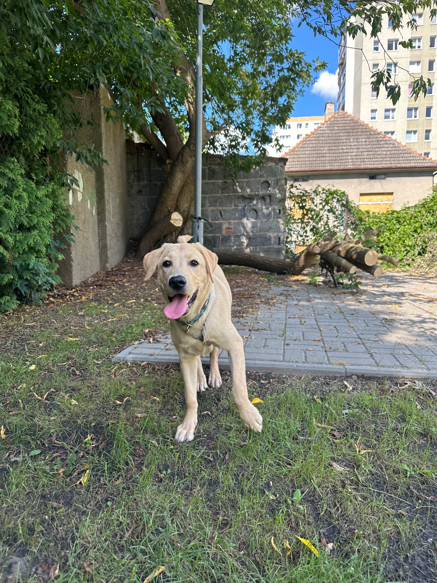 Oddam labradora szczenię 5 miesięcy Swarzędz - zdjęcie 1