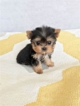 Szczenięta Yorkshire terrier miniaturowe dostępne już teraz. Grunwald - zdjęcie 2