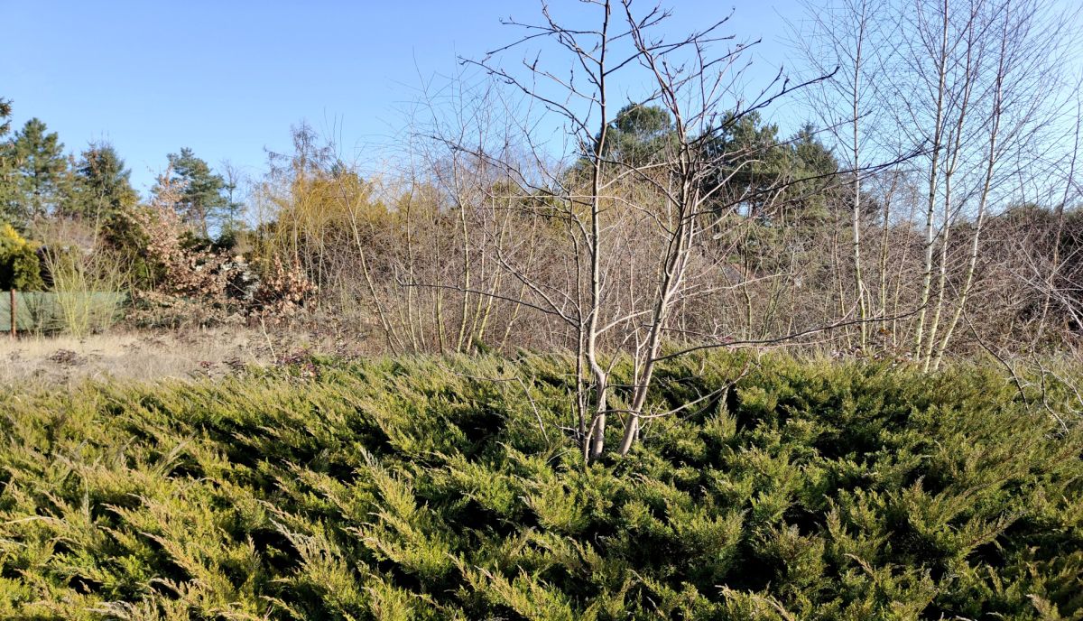 Działka nad jeziorem. Strykowo - zdjęcie 10