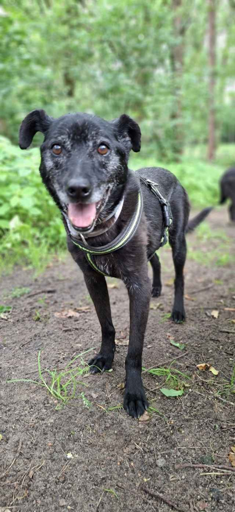 Devo i Devi, łagodne delikatne psiaki do adopcji Olsztyn - zdjęcie 4