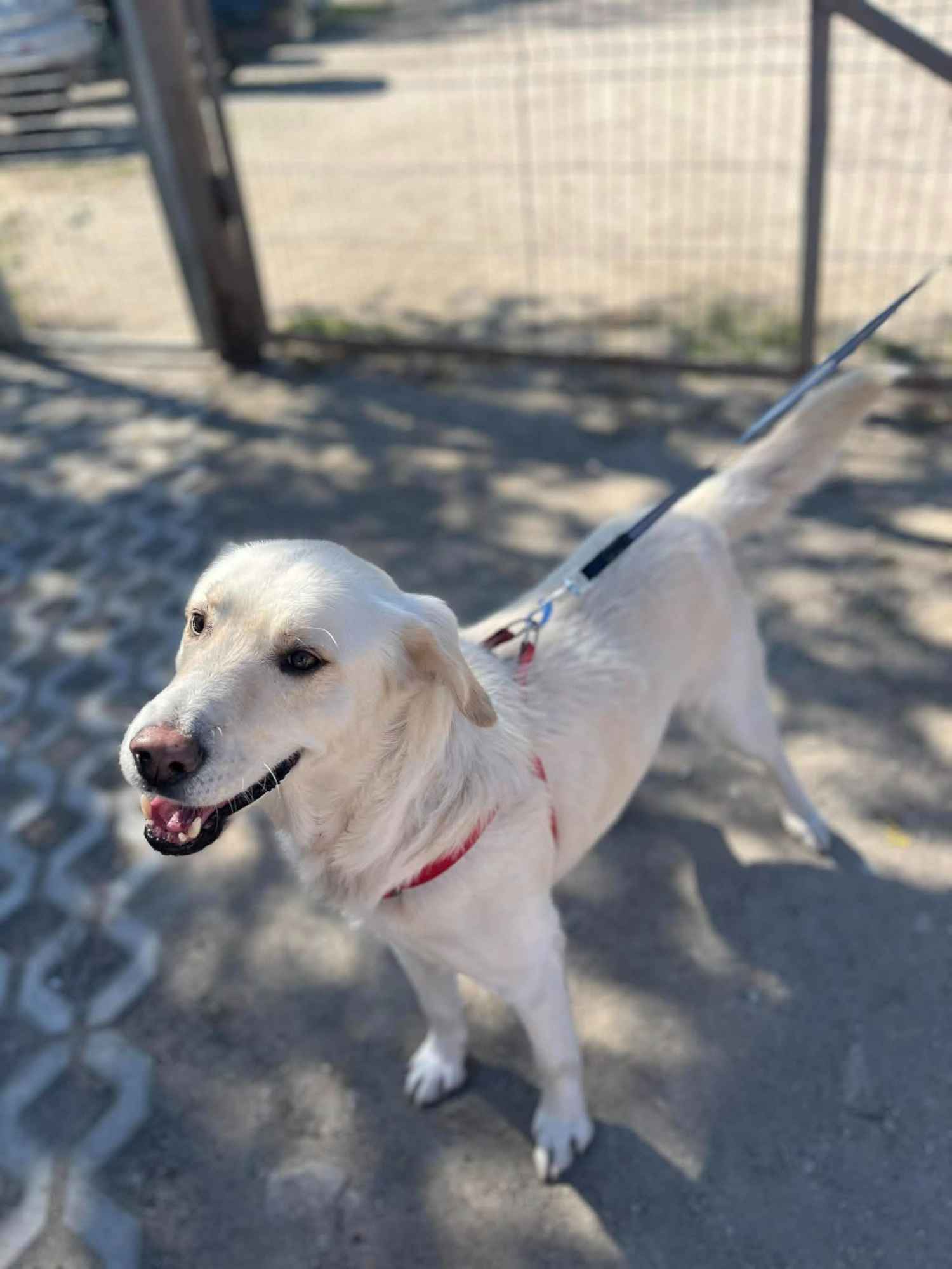 Rodzinny, inteligentny psiak szuka domu! Olsztyn - zdjęcie 3